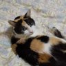 クムスン 的头像