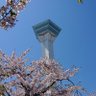 まつをか's profile picture