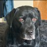Old dog's profile picture