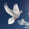 Anne Reymond's profile picture
