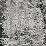 Tree's profile picture