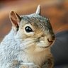 🐿️🥜 Stock Squirrel 的头像