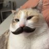 Somente um tolo's profile picture