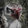 Diordan profil fotoğrafı