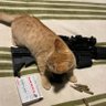 Profilbild von cat and a gun