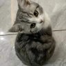 Фото профиля catlover