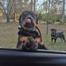Greg Piston's profile picture