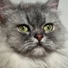 Best Cat 的头像