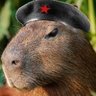 Carpincho revolucionario's profile picture