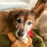 Lentil Paws Rexandra🇨🇦🇺🇸🇹🇼's profile picture