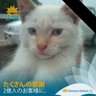 nekoji profil fotoğrafı
