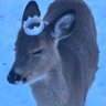 Profilbild von LORDDEER420