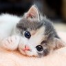 Фото профиля ねこねる
