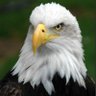 Bad Eagle 🦅's profile picture