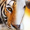 Gomukha Vyaghra profil fotoğrafı
