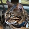 Rocky profil fotoğrafı