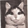 Gus Kucing ههههههههه's profile picture