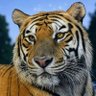 Фото профиля ChristianJulesB