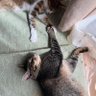 しき profil fotoğrafı