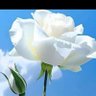 انا تائهة يا الله's profile picture