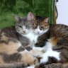 Фото профиля アルにゃんコ🐾