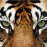 Tiger 07 的头像