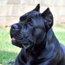 Kelevra profil fotoğrafı