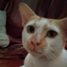 ariete's profile picture