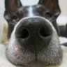 Phloquito profil fotoğrafı