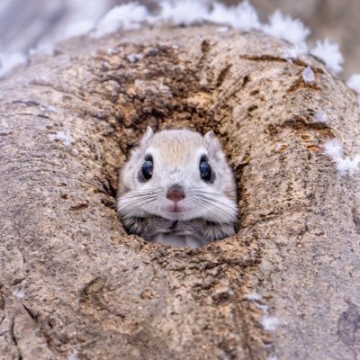 hirokirin_photography 可愛いモフモフを届ける人📸's profile picture