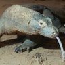 Profilbild von Komodo Ejderhası
