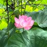 まりまりも 的头像