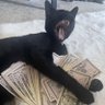 Il Gatto Nero 的头像
