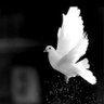 Profilbild von Peace 🕊️