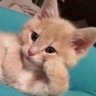 مازن profil fotoğrafı