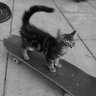 baby skater 的头像