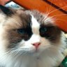 Profilbild von Luna 💜🧸