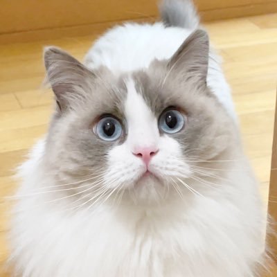 【ラグドール】ひなファン's profile picture