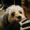 Profilbild von tbone