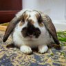 Alfajor el conejo 🐇's profile picture