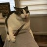 Pochoclo profil fotoğrafı