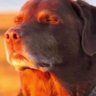 E profil fotoğrafı