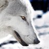 Profilbild von wolf