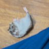 Profilbild von おおの