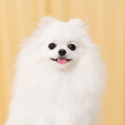 ポメラニアンのえま🐶🍼🤍's profile picture