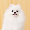 Profilbild von ポメラニアンのえま🐶🍼‎🤍