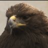 صقراليماني's profile picture