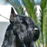 Zof Dino's profile picture