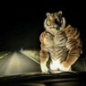 EL TIGRE 🐯🐅 profil fotoğrafı
