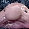 Фото профиля blob